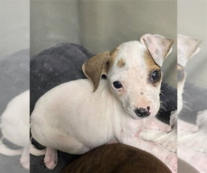 Mutt Dogs for adoption in Plano, TX, USA