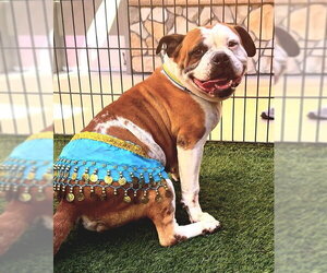 American Bulldog-Unknown Mix Dogs for adoption in Sacramento, CA, USA