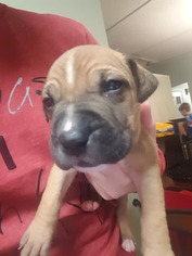 Bullboxer Pit Dogs for adoption in Alexander, AR, USA