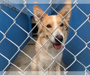 Border Collie Dogs for adoption in Miami, FL, USA