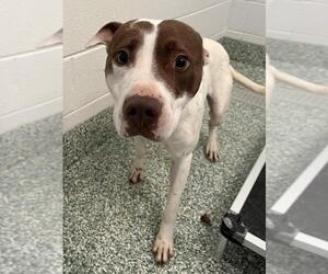 American Pit Bull Terrier-Unknown Mix Dogs for adoption in Salisbury, NC, USA