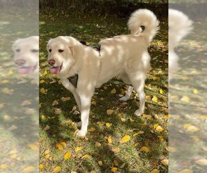 Great Pyrenees-Unknown Mix Dogs for adoption in Hamilton, MT, USA