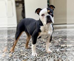 Bulldog Dogs for adoption in Mission Viejo, CA, USA