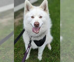 Siberian Husky-Unknown Mix Dogs for adoption in Vaughan, Ontario, Canada