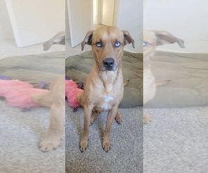 Rhodesian Ridgeback-Unknown Mix Dogs for adoption in Dallas, TX, USA