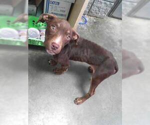 American Pit Bull Terrier-Unknown Mix Dogs for adoption in Tulsa, OK, USA