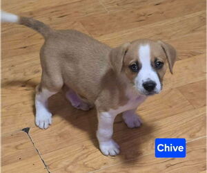 Boxer-Unknown Mix Dogs for adoption in Alexander, AR, USA