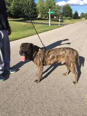 Mastiff Dogs for adoption in Lorain, OH, USA