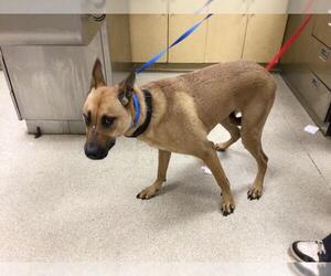 German Shepherd Dog Dogs for adoption in Riverside, CA, USA