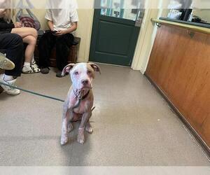 American Pit Bull Terrier-Unknown Mix Dogs for adoption in Pasadena, CA, USA