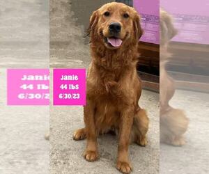 Golden Retriever Dogs for adoption in West Hollywood, CA, USA