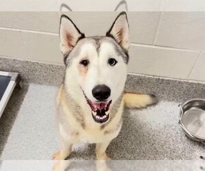 Siberian Husky Dogs for adoption in Houston, TX, USA