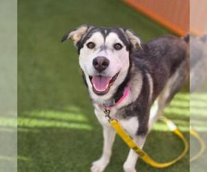 Siberian Husky-Unknown Mix Dogs for adoption in Las Vegas, NV, USA