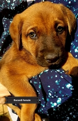 Medium Photo #1 Labrador Retriever-Unknown Mix Puppy For Sale in Colton, CA, USA