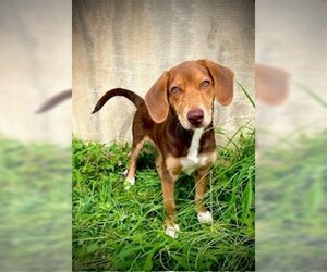 Beagle-Unknown Mix Dogs for adoption in Pleasanton, TX, USA