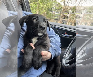 Labrador Retriever-Unknown Mix Dogs for adoption in Garner, NC, USA