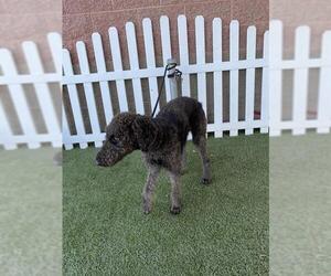 Poodle (Standard) Dogs for adoption in Modesto, CA, USA