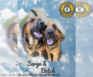 Bloodhound Dogs for adoption in Nicholasville, KY, USA