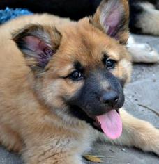 Shollie Dogs for adoption in Bradenton, FL, USA