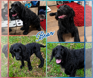 Goldendoodle Dogs for adoption in Blacksburg, SC, USA