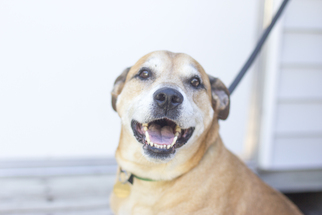 Small American Pit Bull Terrier-Labrador Retriever Mix