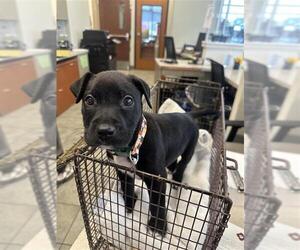 American Staffordshire Terrier-Unknown Mix Dogs for adoption in San Antonio, TX, USA