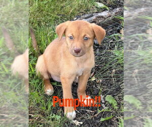 Labrador Retriever-Unknown Mix Dogs for adoption in Jefferson, NJ, USA