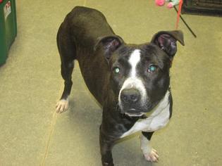 Staffordshire Bull Terrier Dogs for adoption in Richmond, IN, USA