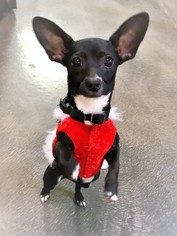 Medium Photo #1 Chihuahua Puppy For Sale in Tempe, AZ, USA