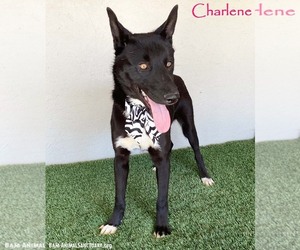 Mutt Dogs for adoption in San Diego, CA, USA