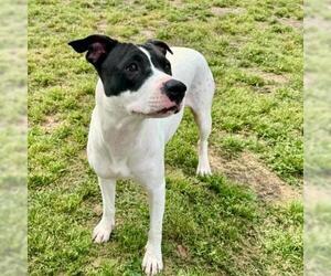 American Pit Bull Terrier Dogs for adoption in Conroe, TX, USA