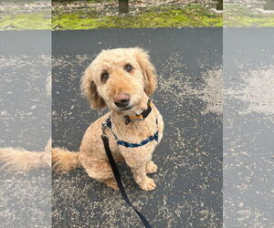 Goldendoodle Dogs for adoption in Germantown, OH, USA