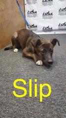 Shepradors Dogs for adoption in Waycross, GA, USA