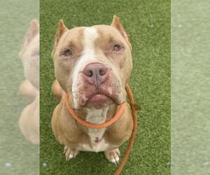 American Pit Bull Terrier-Unknown Mix Dogs for adoption in Fayetteville, NC, USA