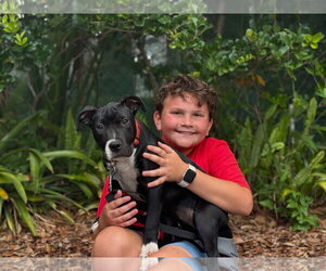Mutt Dogs for adoption in Sanford, FL, USA