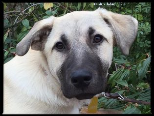 Anatolian Shepherd Dogs for adoption in Spring, TX, USA