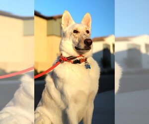 Mutt Dogs for adoption in  Ramona, CA, USA