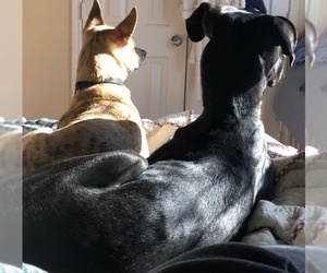 Great Dane-Labrador Retriever Mix Dogs for adoption in Dallas, TX, USA