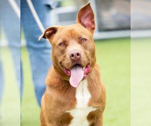 German Shepherd Dog-Unknown Mix Dogs for adoption in Camarillo, CA, USA