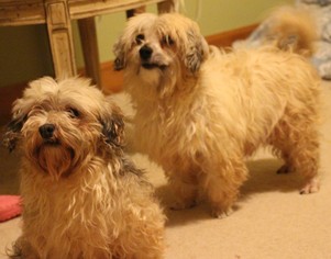 Havanese Dogs for adoption in bloomington, IL, USA