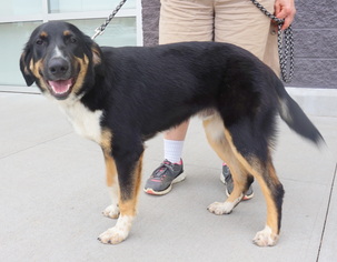 Australian Shepherd-Coonhound Mix Dogs for adoption in White Bluff, TN, USA
