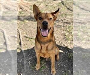 German Shepherd Dog-Unknown Mix Dogs for adoption in Conroe, TX, USA