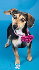 Doxle Dogs for adoption in Irving, TX, USA