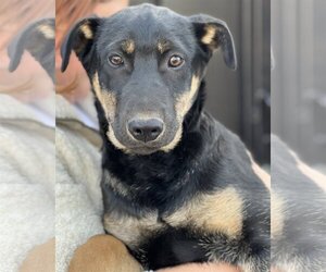 Australian Kelpie-Unknown Mix Dogs for adoption in Dana Point, CA, USA