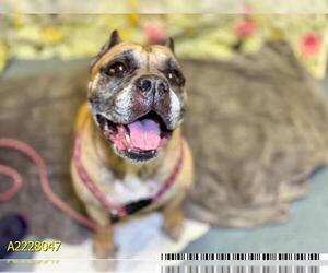 Bullmastiff-Unknown Mix Dogs for adoption in West Palm Beach, FL, USA