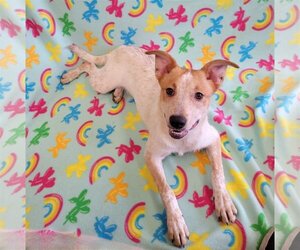 Mutt Dogs for adoption in FAIRLAWN, OH, USA