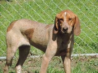 Medium Photo #1 Coonhound Puppy For Sale in Corbin, KY, USA