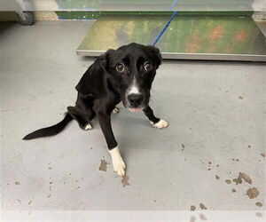 Australian Shepherd-Unknown Mix Dogs for adoption in Waco, TX, USA