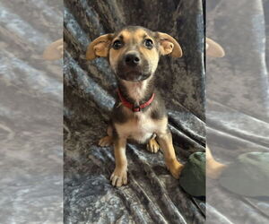 Mutt Dogs for adoption in Springdale, PA, USA