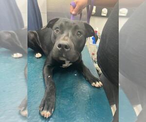 American Bulldog-Unknown Mix Dogs for adoption in Mobile, AL, USA